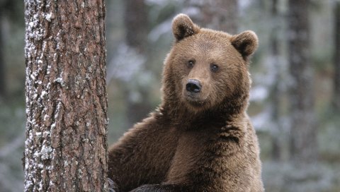 Медведь, коричневый, дерево, подставка