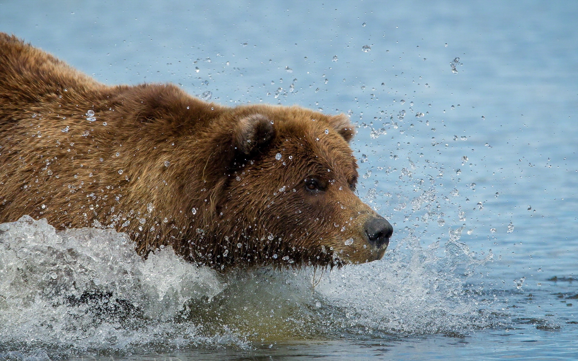Картинки Бурый медведь, медведь гризли, вода, плавание фото и обои на рабочий стол