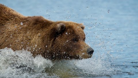 Бурый медведь, медведь гризли, вода, плавание