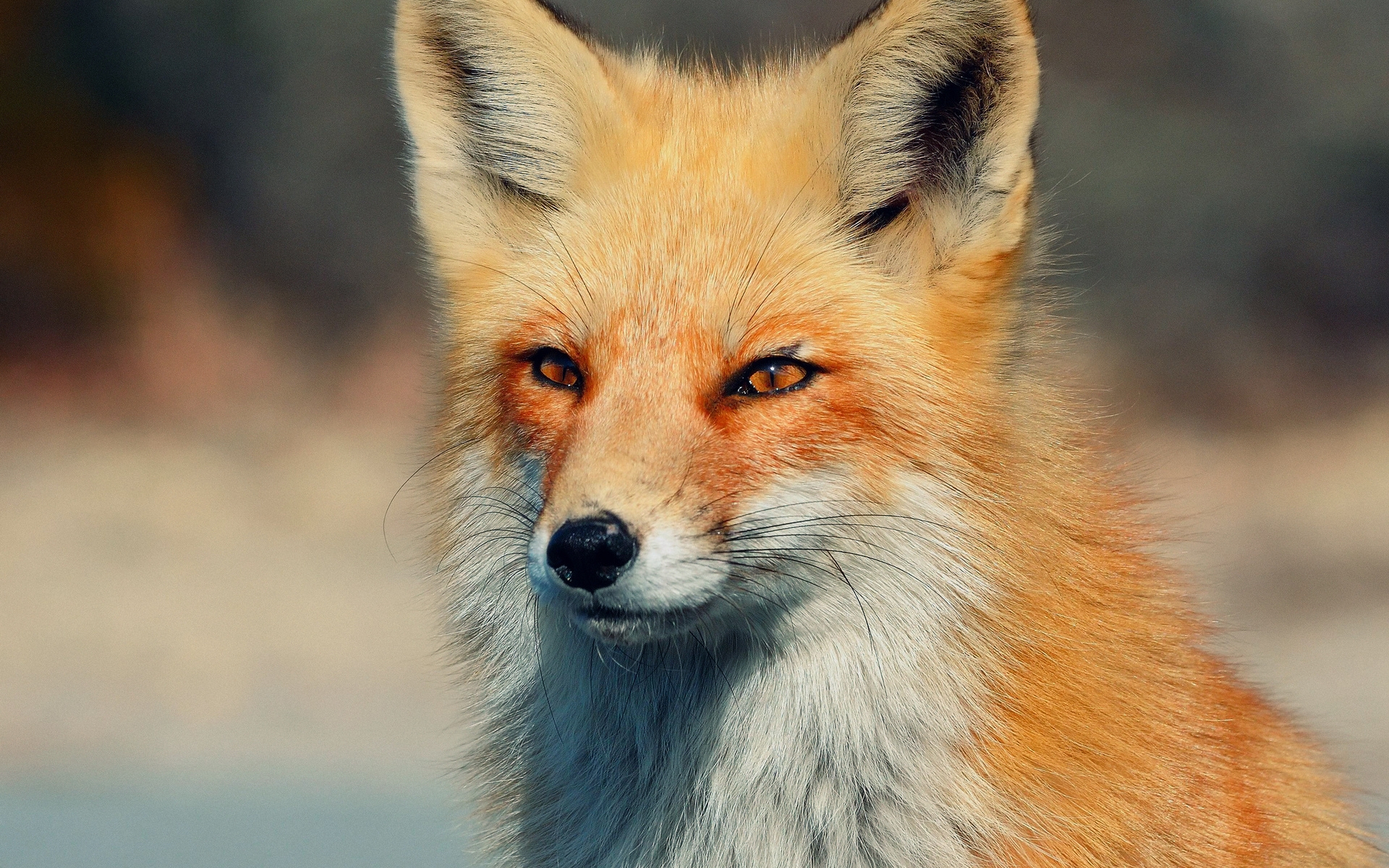 Лисий взгляд лисы