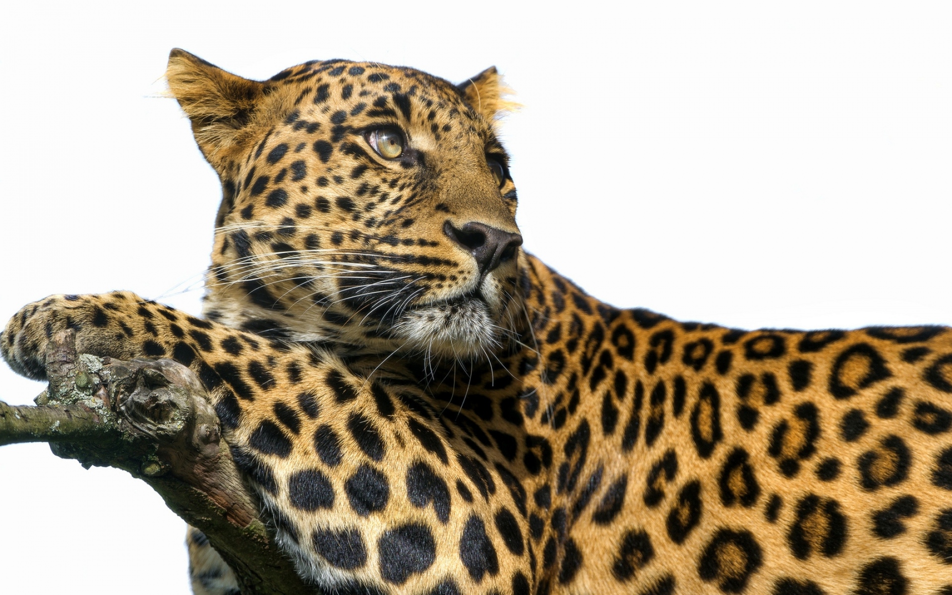 Картинки Леопард, большой кот, хищник, пятна фото и обои на рабочий стол