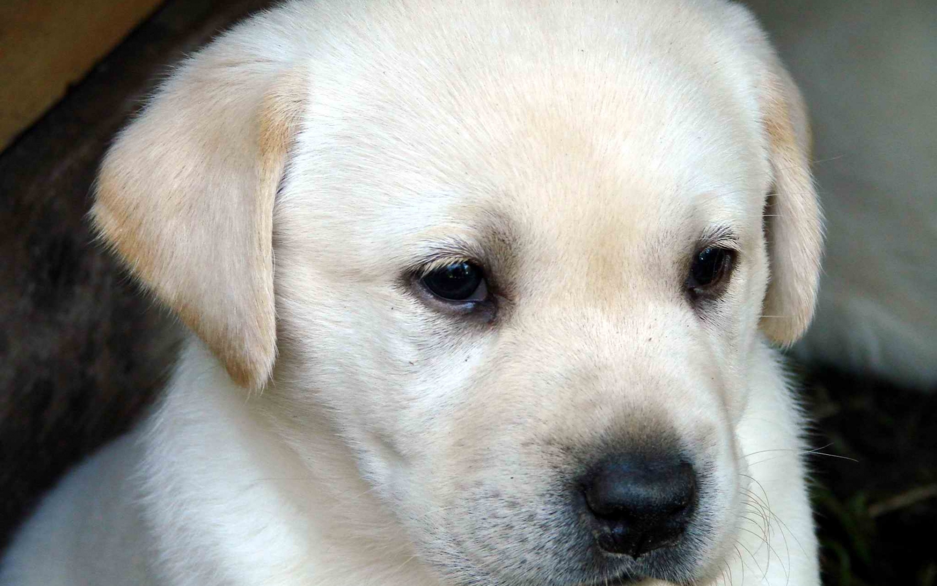 Фото лабрадора собаки щенка