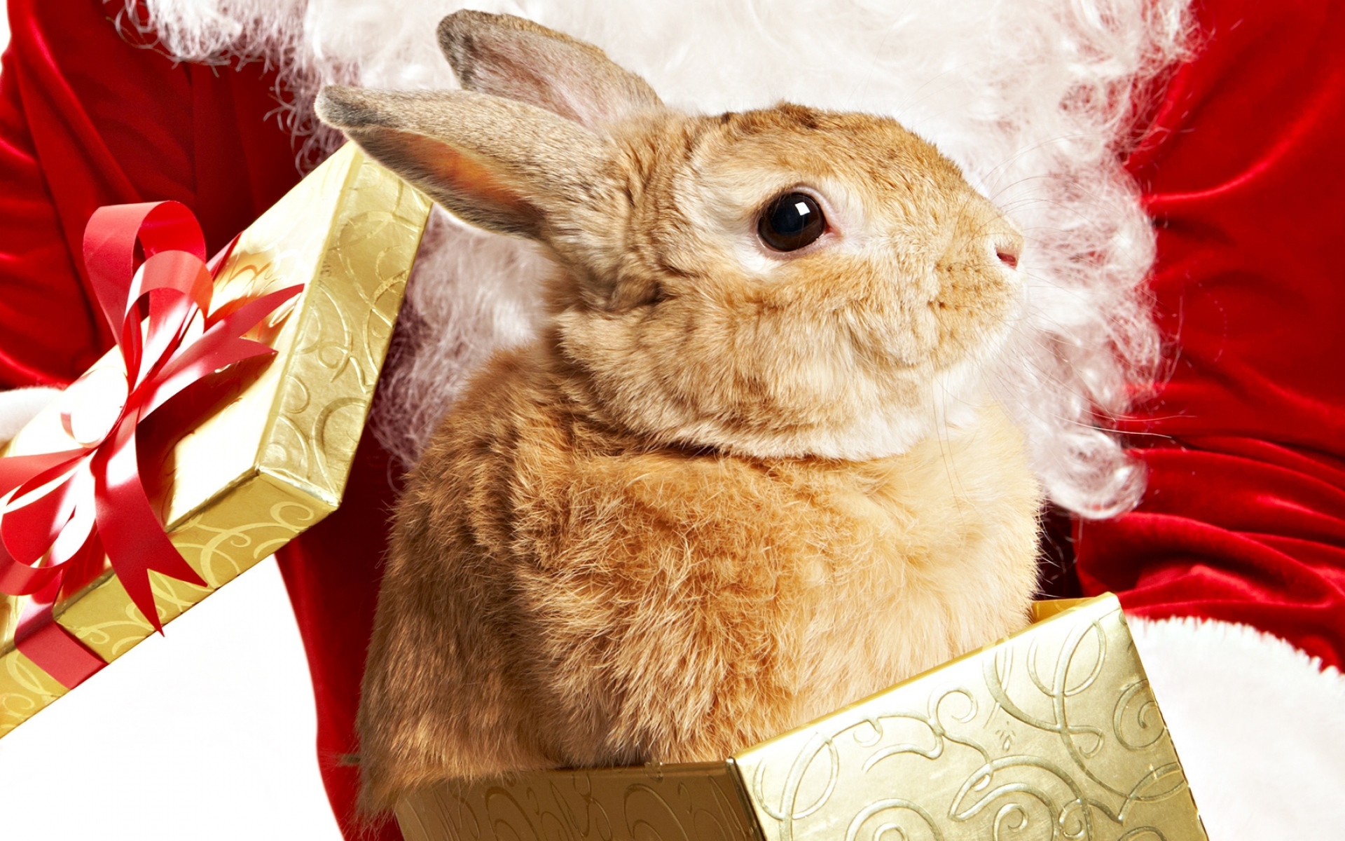 Новым годом год кролика. Новогодний кролик. С новым годом кролика. Кролик новый год. Новогодний кролик 2023.