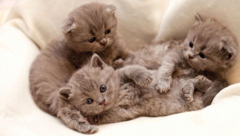 Кошка, серый, три, фон