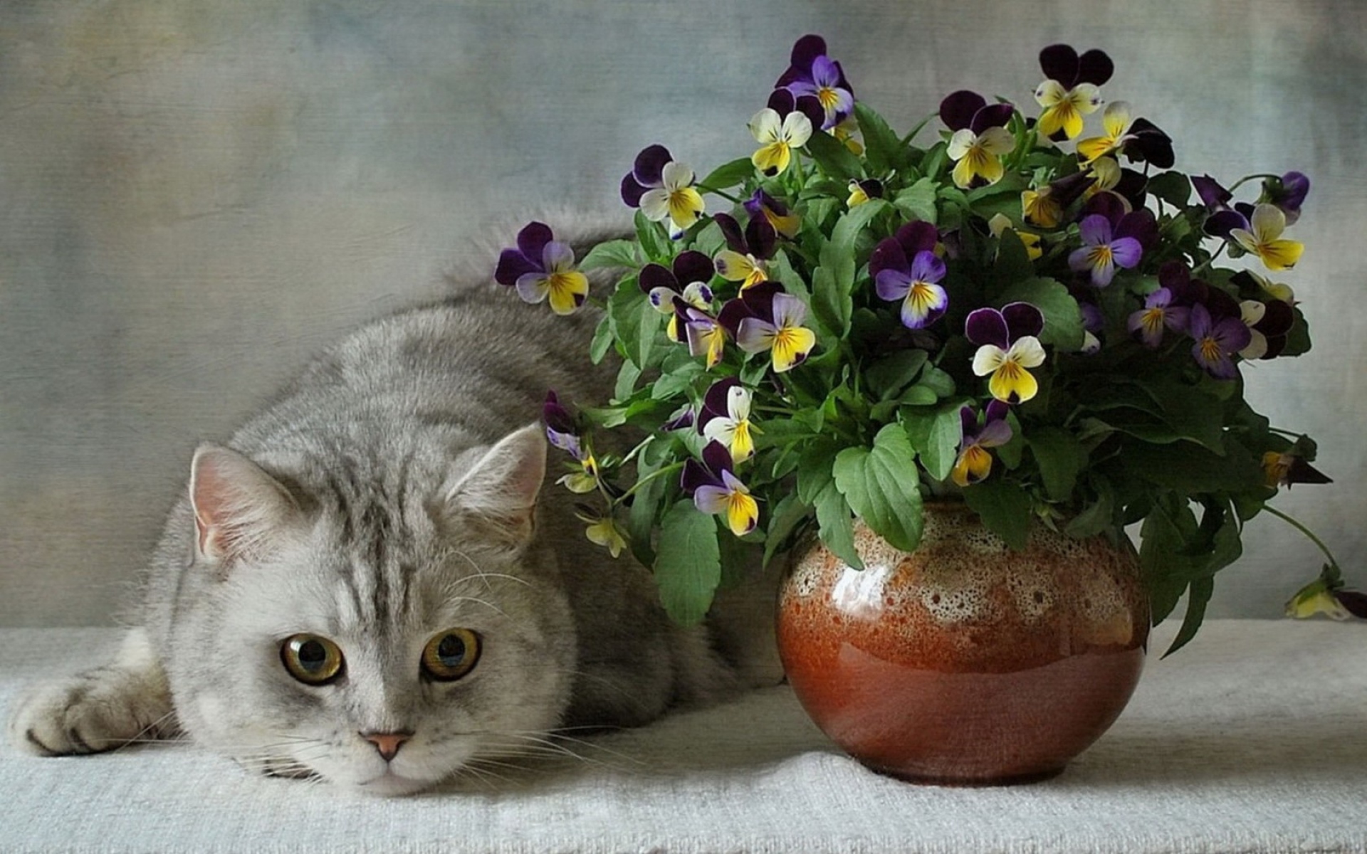 Картинки Кошки, британские, синие, цветы, анютины глазки, ваза, цветок, керамика фото и обои на рабочий стол