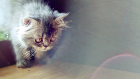 Кот, свет, дом