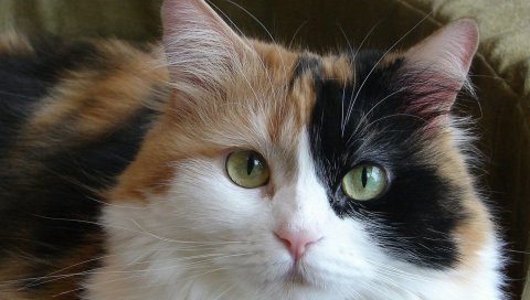 Кошка, пушистый, смотри