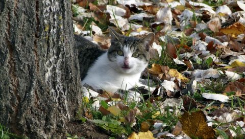 Кошка, природа, осень