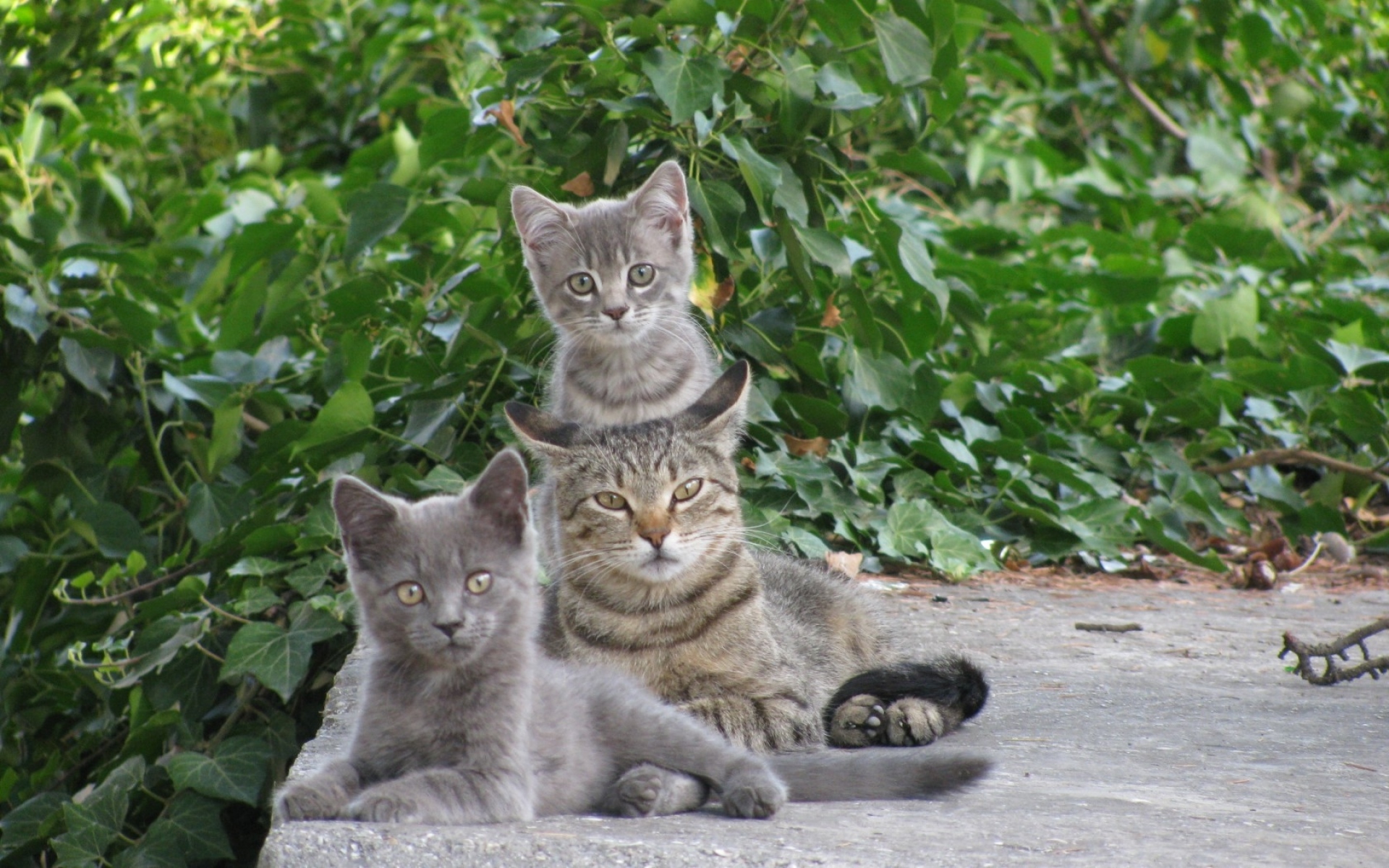 Картинки Кошки, котята, зелень фото и обои на рабочий стол
