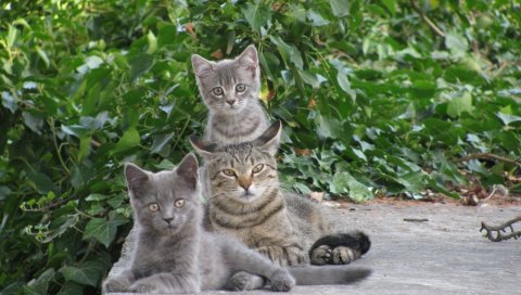 Кошки, котята, зелень