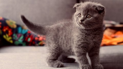 Кошка, котенок, серый, стоя, глаза,