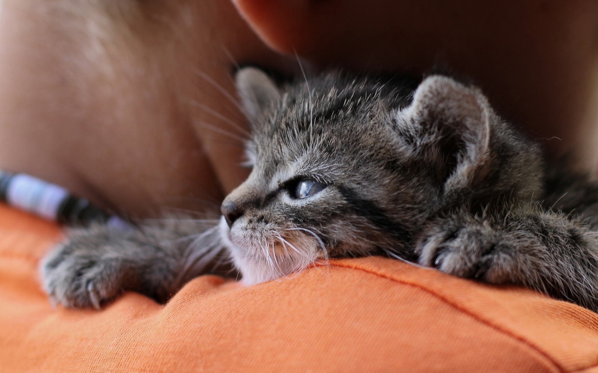 Картинки Кошка, котенок, фон, фото и обои на рабочий стол