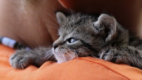 Кошка, котенок, фон,