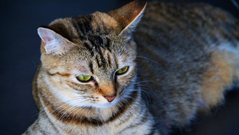 Кошка, серый, глаза,