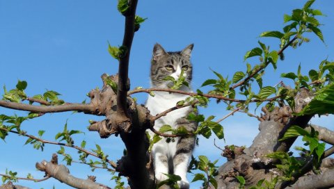 Кот, сидя, дерево, листья, глаза, зрение, небо