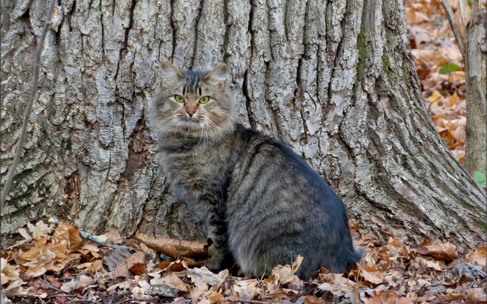 Древесная кошка. Амурский Лесной кот. Серый кот на дереве. Древесный кот. Кот в лесу.