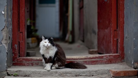 Кошка, дверь, фон