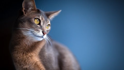 Кошка, глаза, уши, размытые, взгляд, фон