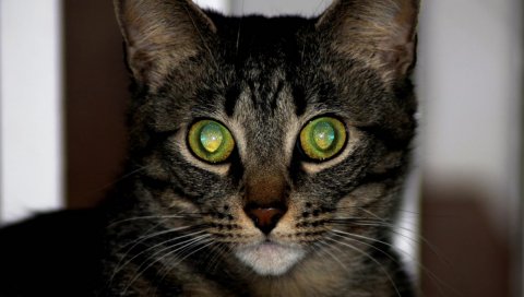 Кошка, глаза, пространство