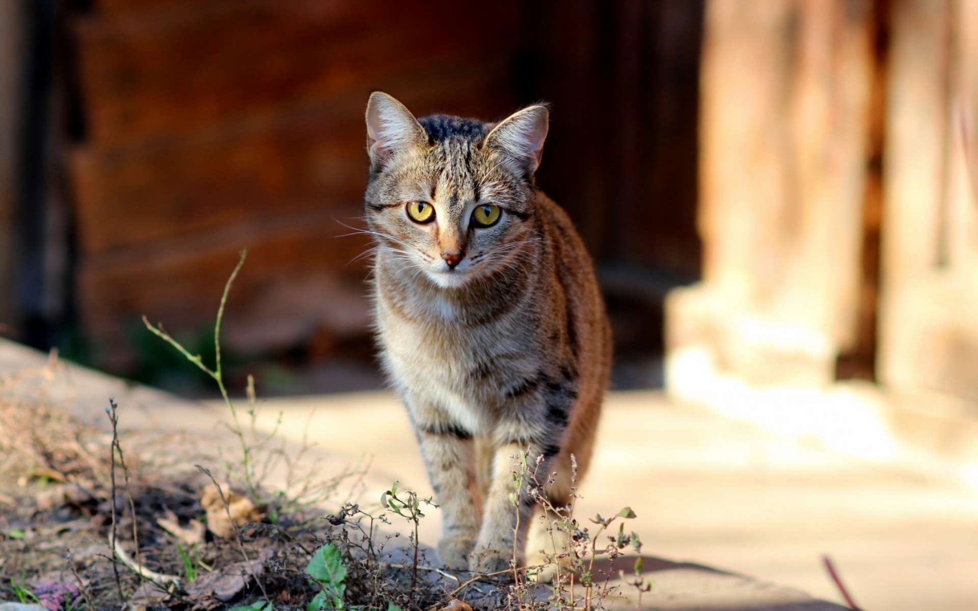Картинки Котенок, лицо, прекрасный, ребенок фото и обои на рабочий стол