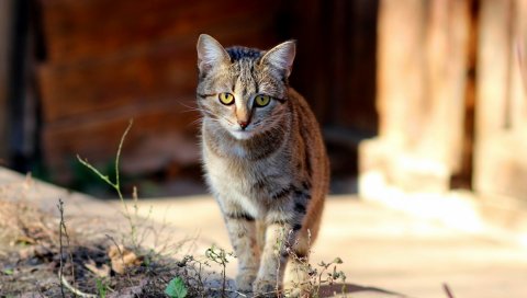 Котенок, лицо, прекрасный, ребенок