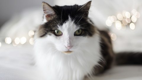 Кошка, пушистая, толстая, лежащая