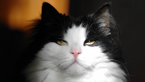 Кошка, глаза, пушистая, лицо