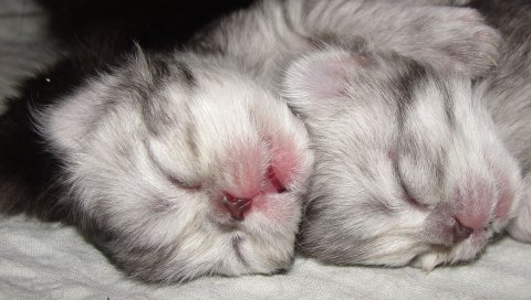 котята,