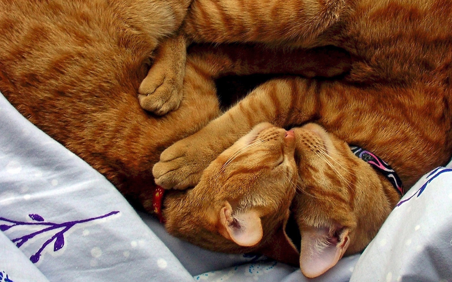 Кот в собаках 2. Котики обнимашки. Спящие животные. Кошки в обнимку. Котики спят в обнимку.