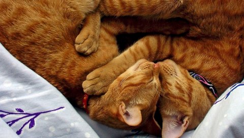 Кошки, сон, ошейники