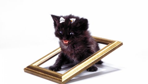 Котенок, рамка, плач, страх