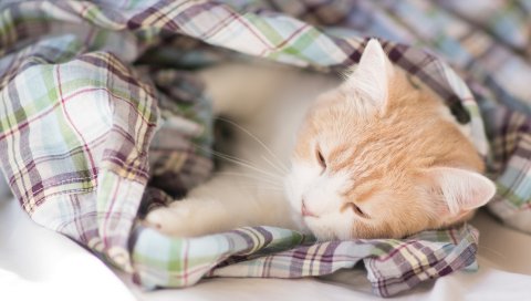 Котенок, одеяло, сон, дорогая