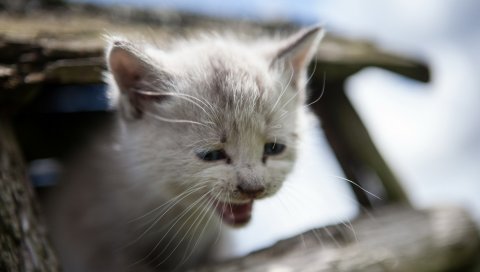 Котенок, плач, печаль