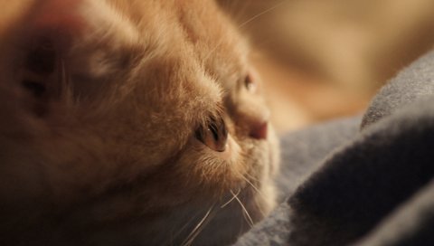 Котенок, кошка, милый, лицо