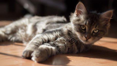 Котенок, лежа, пол, солнце