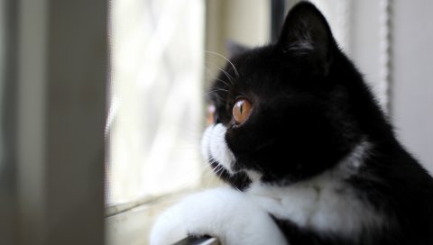 Кошка, черно-белый, цвет, профиль, вид, смотрит в окно