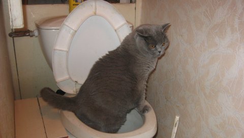 Кот, туалет, культурный, смешной