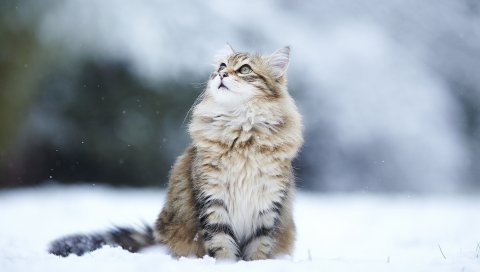 Кот, снег, сидение, пушистый