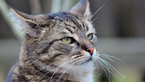 Кошка, серый, усы, кружка