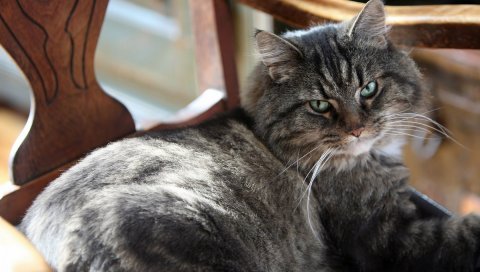 Кошка, серый, глаза, зеленый, ложь
