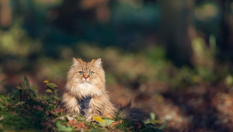 Кошка, пушистый, трава, осень