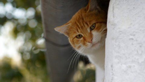 Кошка, красный, животные, осень, усы
