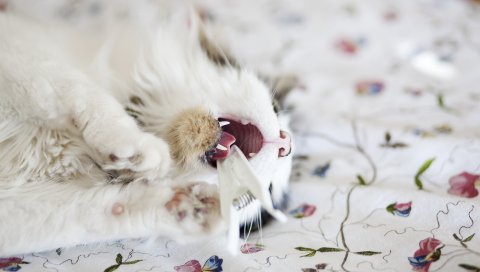 Кошка, штырь, ткань