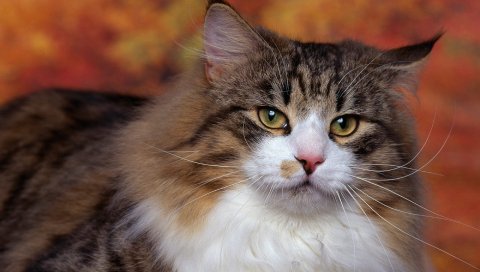 Кошка, пушистый, глаза, волосы