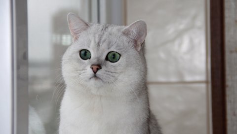Кошка, лицо, глаза, удивление