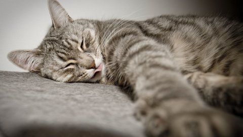 Кошка, ложь,