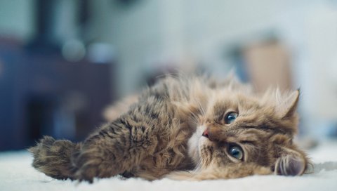 Кошка, ложь, блики, пушистые
