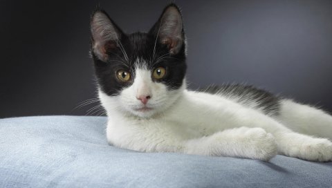 Кошка, черная, белая ложь