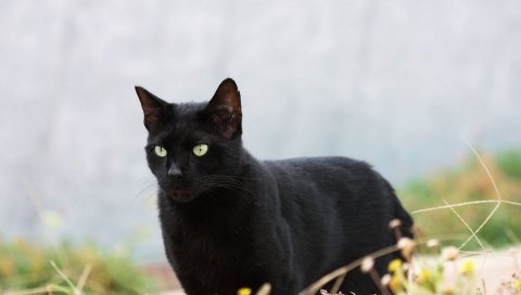 Кошка, черный, трава, прогулка