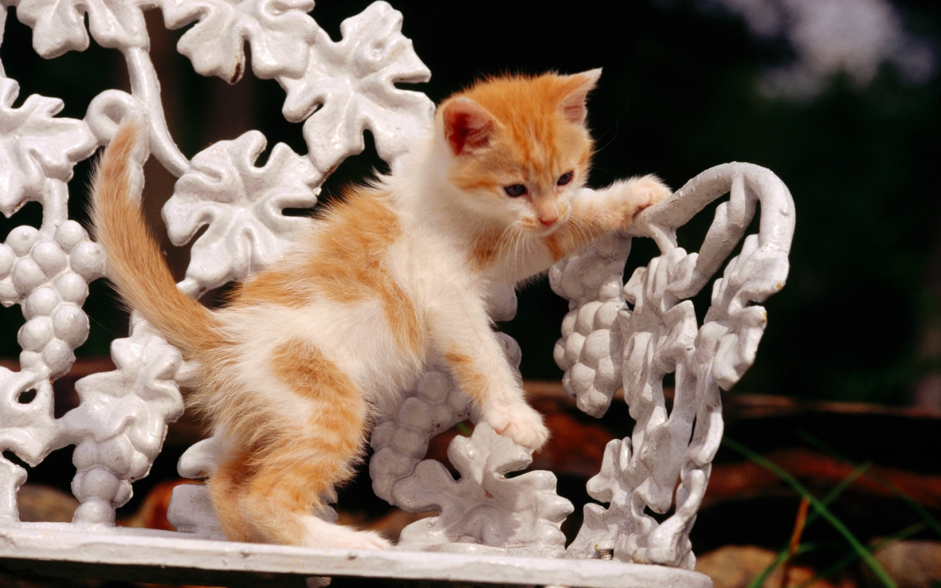 Картинки Кошка, котенок, скамейка фото и обои на рабочий стол